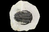 Bargain, Hollardops Trilobite - Visible Eye Facets #119940-1